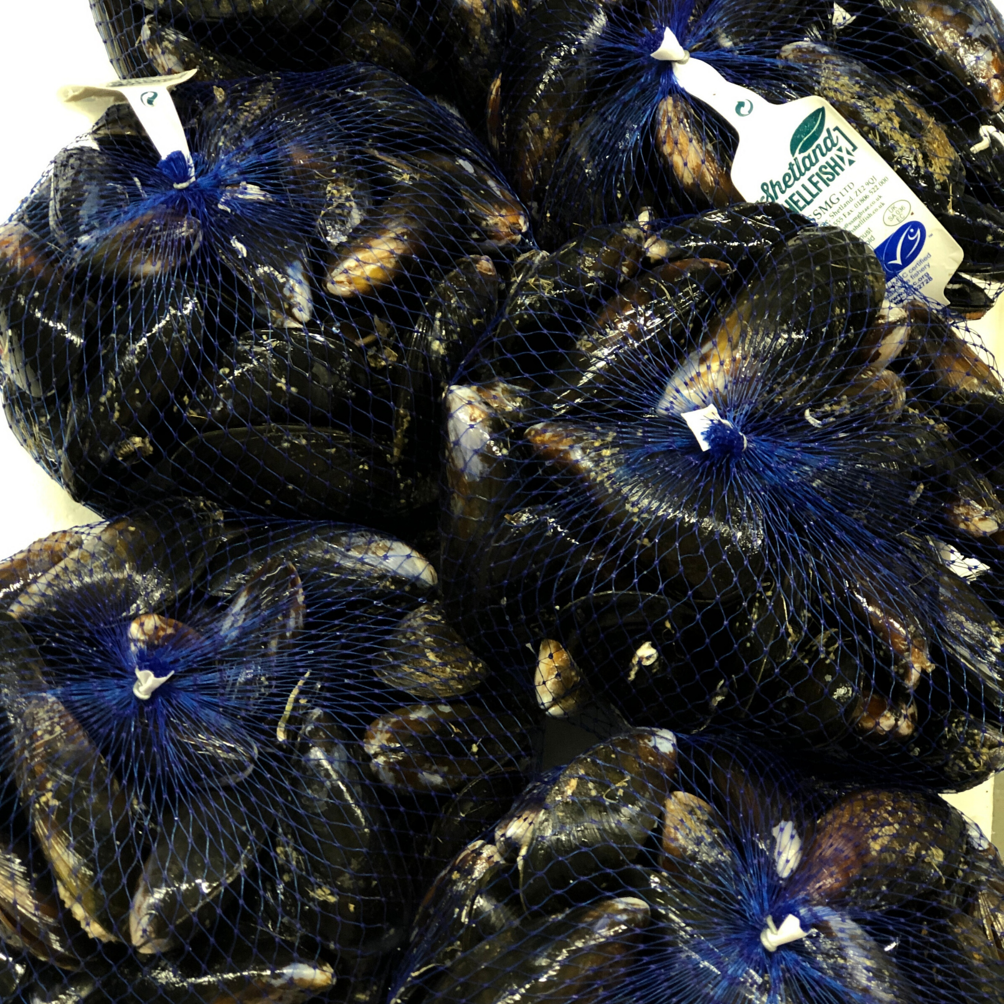 Live Mussels 1kg Hodgson Fish